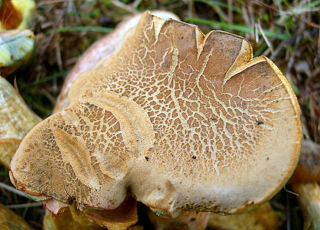 Una specie critica :  Xerocomus erubescens